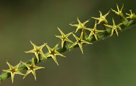 Image result for Heliotropium zeylanicum