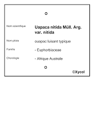 Image result for Uapaca nitida