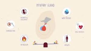 Pituitary Gland Meditation Technique For Height Growth – Inourish
