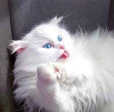 All For Pets La Soukra