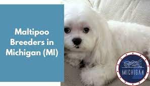 Teacup maltipoo puppies for sale $500, teacup maltipoo for sale up to $400 near me, teacup price, maltipoo prices, teacup maltipoo breeder near me, teacup maltipoo for sale in usa idaho, illinois, indiana, iowa, kansas, kentucky, louisiana, maine, maryland, massachusetts, michigan, minnesota. 13 Maltipoo Breeders In Michigan Mi Maltipoo Puppies For Sale Animalfate