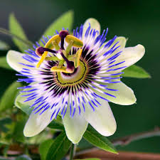 How to grow lobelia from seed, how to sow lobelia seeds, how to germinate lobelia seeds, how to plant lobelia seedslobelia is a beautiful little flower that. Passion Flower Seeds Passiflora Caerulea Flower Seed