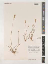 Image result for Chloris pilosa