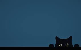 Check spelling or type a new query. Funny Cat 1080p 2k 4k 5k Hd Wallpapers Free Download Wallpaper Flare