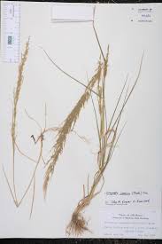 Image result for Eragrostis japonica