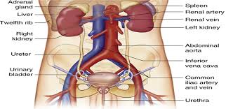 Top is always the skin side Anatomy Of Kidney And Blood Supply Medical Presentation