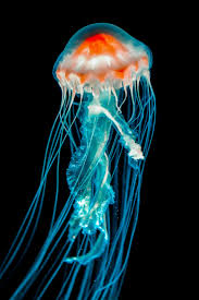 Maybe you would like to learn more about one of these? 500 Jellyfish Pictures Hd Download Free Images On Unsplash