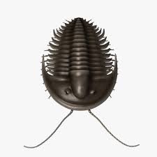 Trilobite 3d Model Ad Trilobite Model Trilobite 3d Model Model