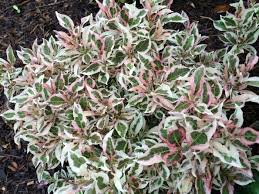 In the same neighborhood, the routes deer take can be fairly consistent, so. Deutzia Deer Resistant And Colorful Butterfly Plants Deer Resistant Plants Flower Show