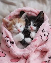 Cats are beautiful but unloved