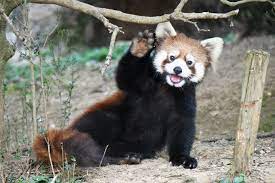Wave Hi From Red Panda Red Panda Cute Cute Wild Animals Red Panda Baby