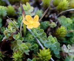 Image result for Hypericum aethiopicum