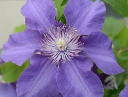 Image result for Clematis pulchra