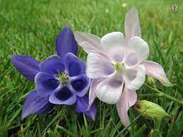 Pin On Perennial Flowers