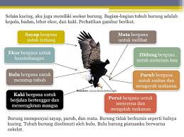 Burung elang terkenal akan paruhnya yang panjang dan kokoh, bentuknya melengkung dan kuat sehingga akan dengan mudah dalam memburu mangsanya. Bagian Tubuh Hewan Safitri Eka Ambarwati Ppt Download
