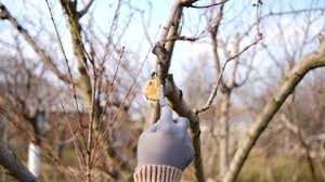 A grafted dwarf fruit tree will not likely produce fruit for 5 to 7 years. Grafted Fruit Trees Stock Video Footage 4k And Hd Video Clips Shutterstock