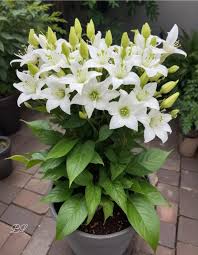 Image result for Ornithogalum flexuosum