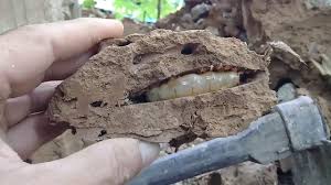 Tanpa jasa dan perjuangan mereka tentu indonesia tidak akan. Termite Dia Adalah Semut Putih Serangga