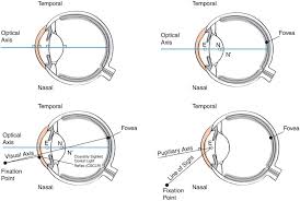 Image result for Visual Fixation