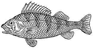 999 Fish Clipart Black And White Free Download Cloud Clipart Fish Clipart Fish Drawings Fish Illustration