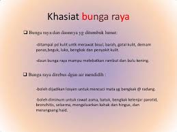 Direndam dengan 1 gelas air. Pokok Bunga Raya Merah Terang Berkhasiat Termurah Shopee Malaysia
