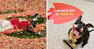 For starters, we're trying to keep our dogs colors and tags on of all times. Super Bowl Winner Celebrates Victory By Paying The Adoption Fees Of Every Dog In A Shelter Bored Panda