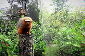 Travel, food, culture and accommodations. Wildlife Sanctuary Volunteering In Ecuador Wildlife Volunteering In Ecuador