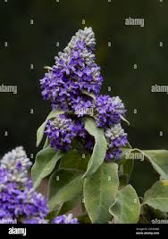 Image result for Buddleja salviifolia