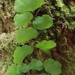 Image result for Adiantum poiretii