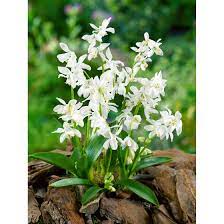 Order now & save on fall bulbs sure to delight year after year. Scilla Siberica Alba Pflanzen Fur Dich De 4 50