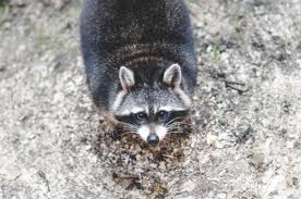 Animal & pest control specialists commerce city photos •. Wildlife Control Exclusion Call Our Denver Exterminators Colorado Pest Management