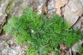 This fuzzy rhizome has earned the davallia species their common names: Davallia Parvula Ferns And Lycophytes Of The World