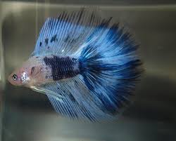 The females cannot have a these genes to form a crowntail or halfmoon, the genes are suppressed. Beautiful Double Tail Grizzle Halfmoon Male Betta Bred By Ibc Member And Vice President Cecilia Mallett