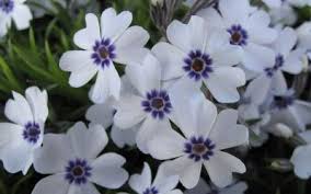 Creeping phlox are an invaluable addition to any rock garden, foundation, or as an edger or groundcover. Polster Phlox