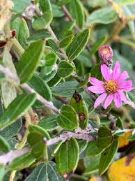 Image result for Athrixia phylicoides