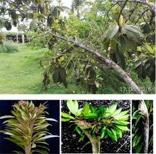 Image result for Sapotaceae