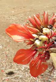 Image result for Erythrina sacleuxii