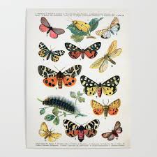Butterfly Chart Vintage Poster By Vintageartstore
