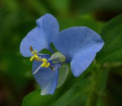 Image result for Commelina nyasensis