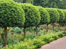 Prunus Lusitanica Portugal Laurel Garden Shrubs Evergreen Shrubs Small Evergreen Shrubs