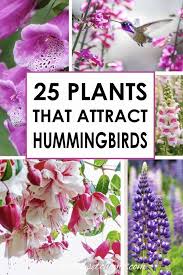 Hummingbird Plants 25 Of The Best Flowers That Attract Hummingbirds Gardening From House To Home Hummingbird Plants Flowers That Attract Hummingbirds Hummingbird Flowers
