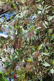 Image result for Bocconia arborea