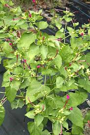 Check spelling or type a new query. Four O Clock Mirabilis Jalapa Organically Grown Flower Seeds Floral Encounters