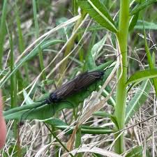 Image result for Urochloa oligotricha