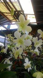 Tak kurang dari 28.000 spesies masuk dalam keluarga ini. Jual Tanaman Anggrek Dendrobium Pale Ivory Bibit Online