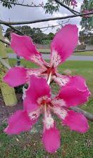 A good portion of the trees being grown are probably hybrids. Silk Floss Tree Chorisia Speciosa 10 Seeds For Sale Online Ebay
