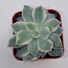 Image result for Senecio subsessilis