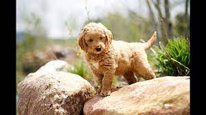 Golden retriever puppies in washington dc will be priced similarly to comparable puppies in other areas. Golden Retriever Puppies Utah Craigslist Guide At Puppies Www Addlab Aalto Fi