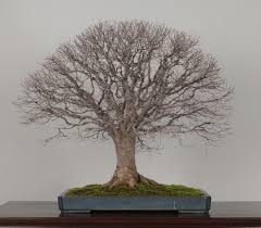 Overwintering Bonsai Trees Special Winter Care Bonsai Empire The 5 acre garden includes trees, japanese garden landscaping, supplies and even classes.