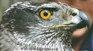 You can download goshawk coloring page for free at coloringonly.com. Northern Goshawk Information And Pictures